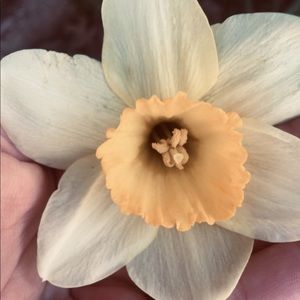 Meet your Posher, Callie